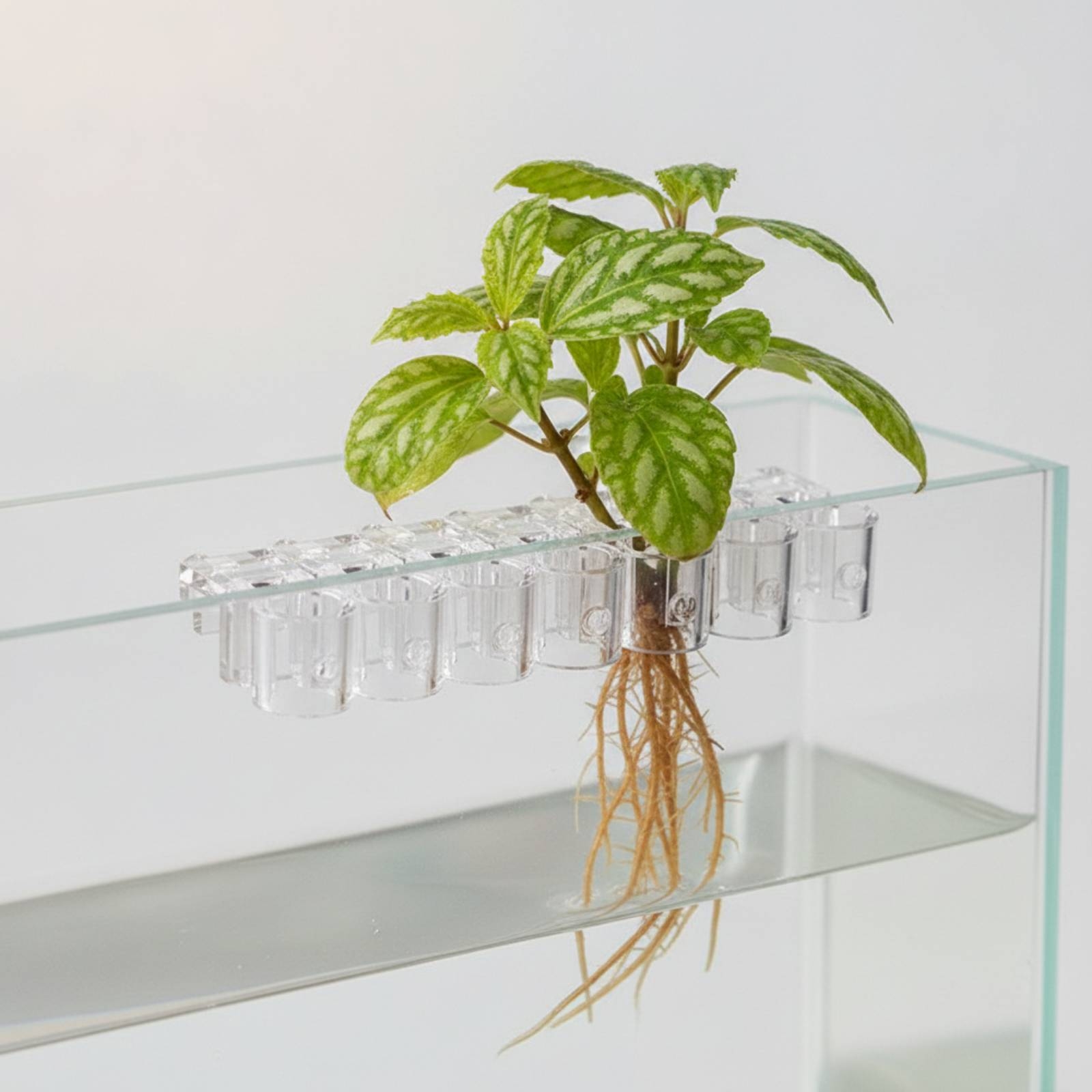 6 Stück Aquarium-Pflanzhalter, – Aquarium Planted Aquarium Bewertung und Preis
