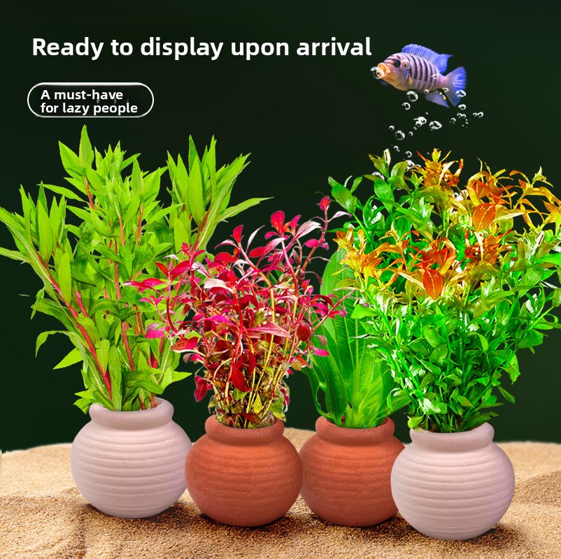 cmomo Aquarium-Pflanzenanker – – Planted Aquarium Anubias Bewertung und Preis