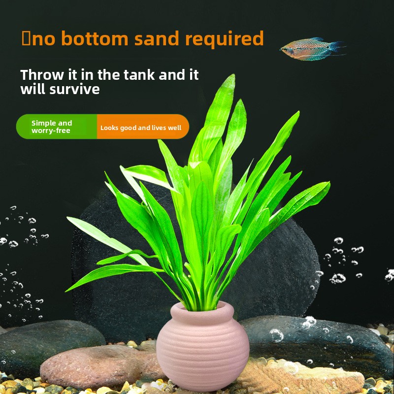cmomo Aquarium-Pflanzenanker – – Planted Aquarium Anubias Bewertung und Preis