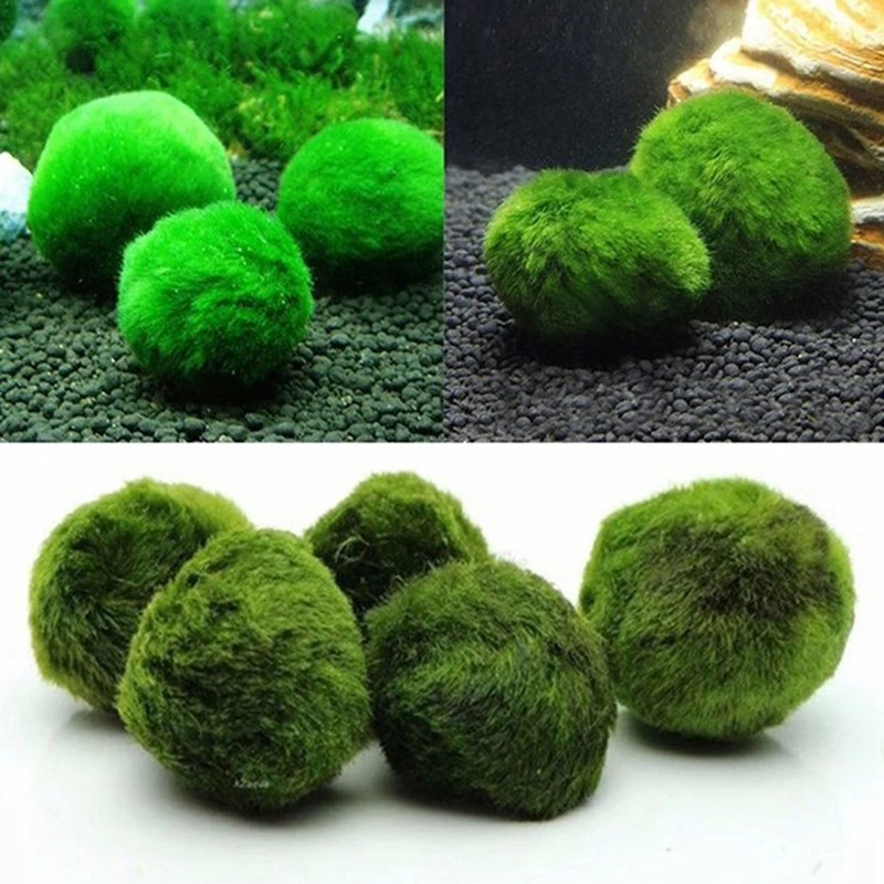 1 Stück 3-4cm Moosbälle Lebend – Planted Aquarium Maintenance Bewertung und Preis