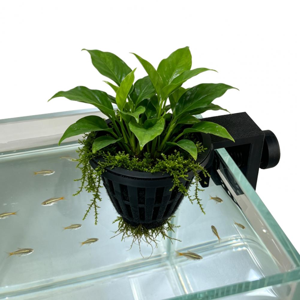 Aquarienpflanzenhalter mit Sch – Planted Aquarium Anubias Bewertung und Preis