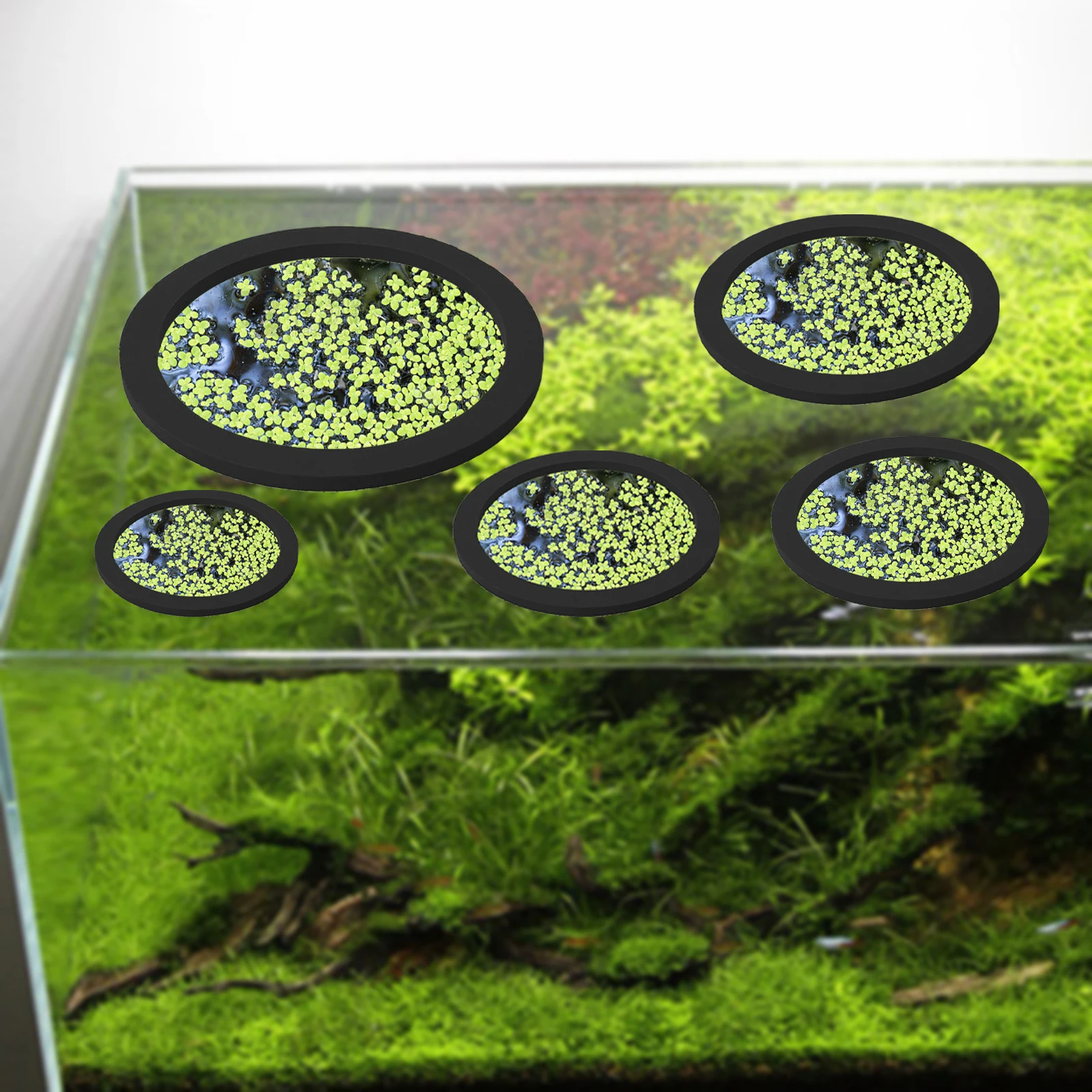 5Pcs EVA Fisch Fütterung Ring  – Aquarium Planted Aquarium Bewertung und Preis
