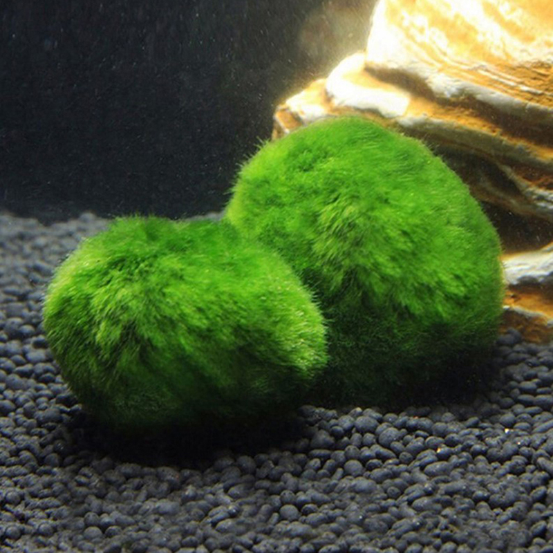 Marimo Moos Kugeln Live Aquari – Planted Aquarium Maintenance Bewertung und Preis